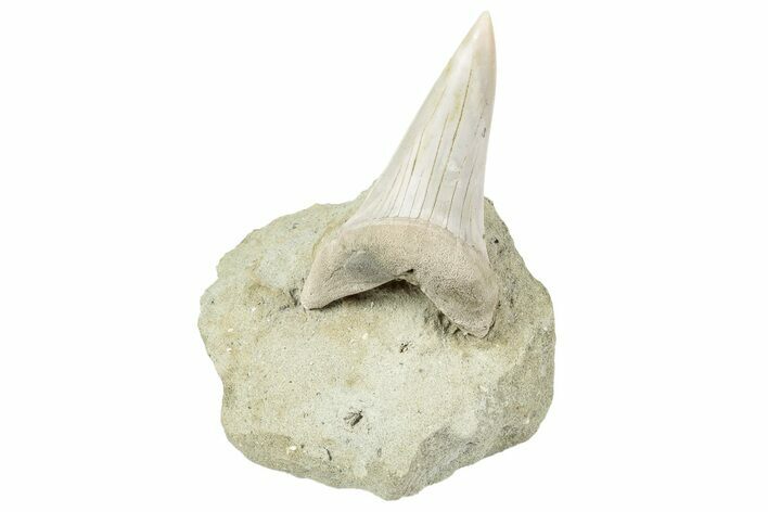 Shark Tooth (Carcharodon) Fossil on Sandstone - Bakersfield, CA #238331